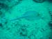 blue spotted stingray 2.jpg
